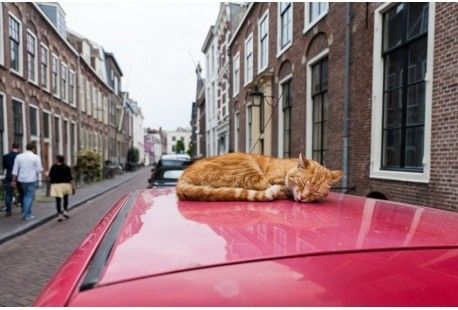 Conseils pour le transport de son chat par voiture — catapart