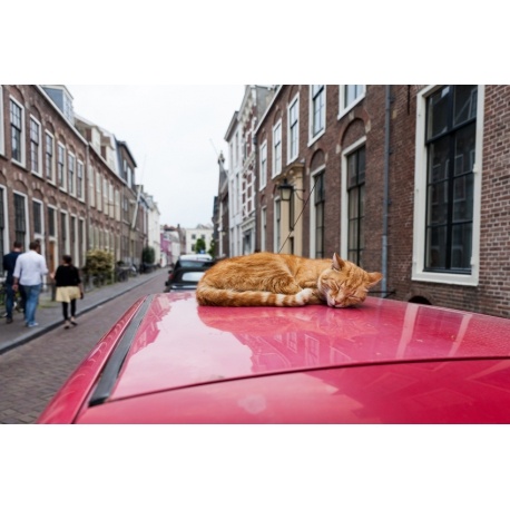 Conseils pour le transport de son chat par voiture — catapart